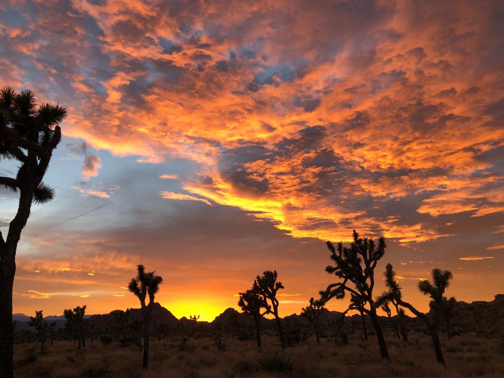 Cozy Desert Retreat With Amazing Views Only 4 Miles To Jtnp Joshua Tree Bagian luar foto