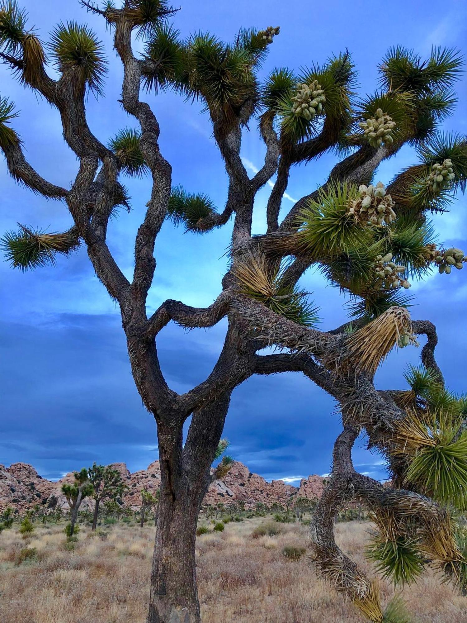 Cozy Desert Retreat With Amazing Views Only 4 Miles To Jtnp Joshua Tree Bagian luar foto