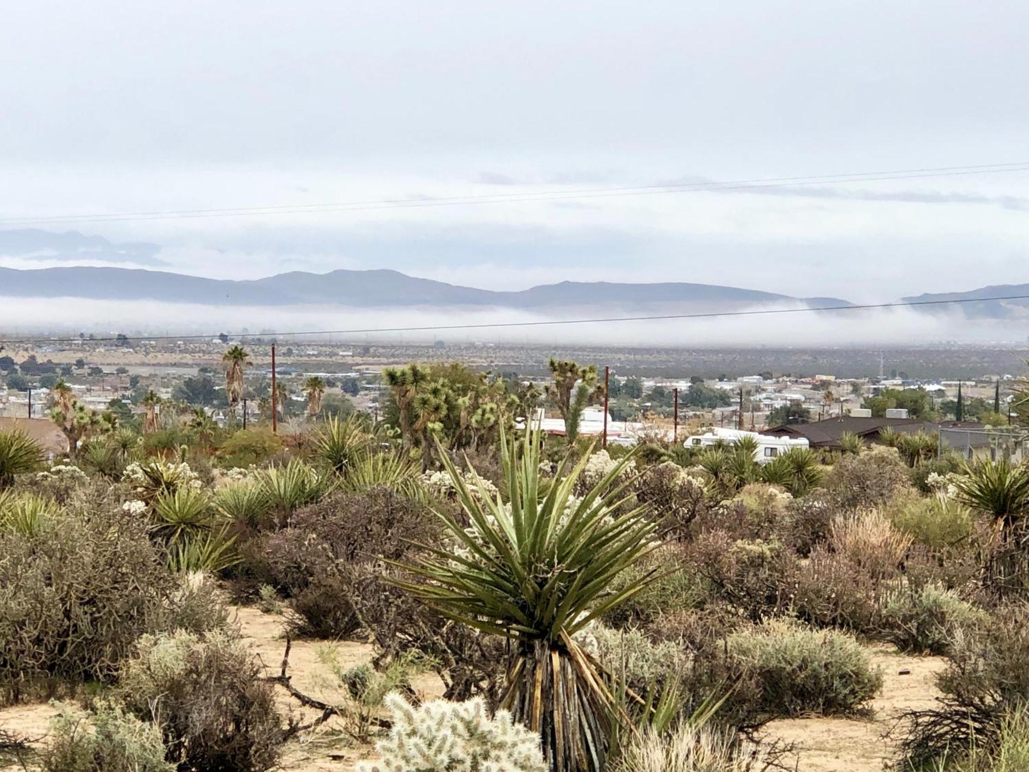 Cozy Desert Retreat With Amazing Views Only 4 Miles To Jtnp Joshua Tree Bagian luar foto
