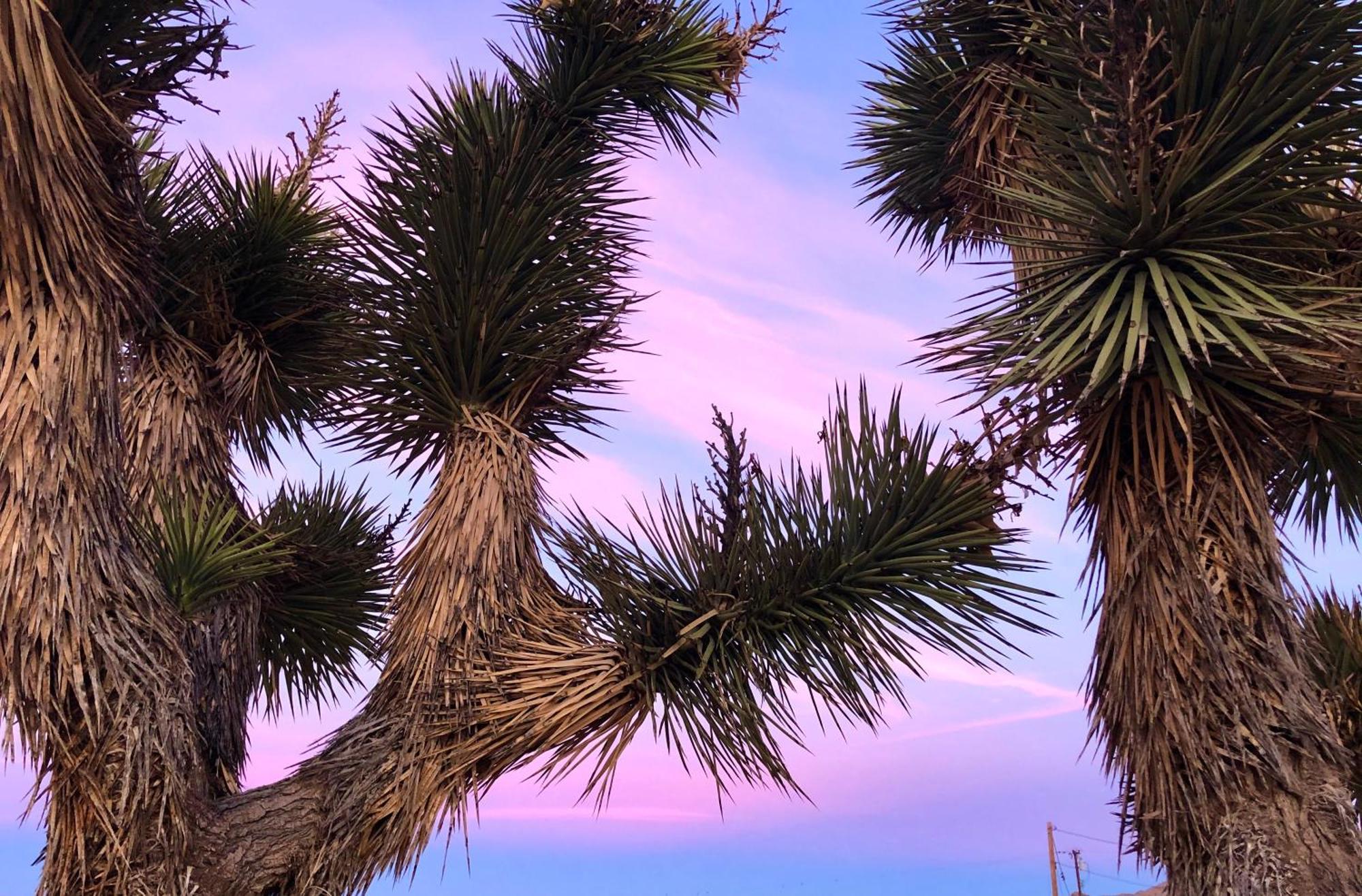 Cozy Desert Retreat With Amazing Views Only 4 Miles To Jtnp Joshua Tree Bagian luar foto